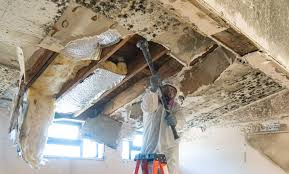 Mold Prevention & Removal